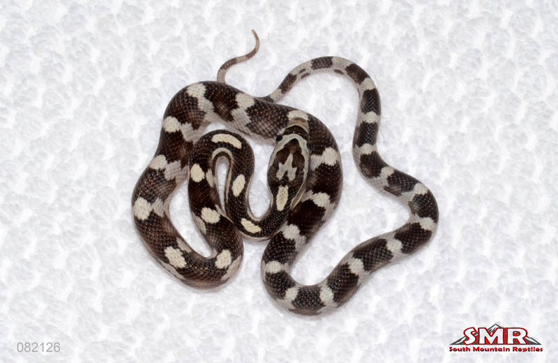 Anery Motley Het Red Factor male for sale by South Mountain Reptiles