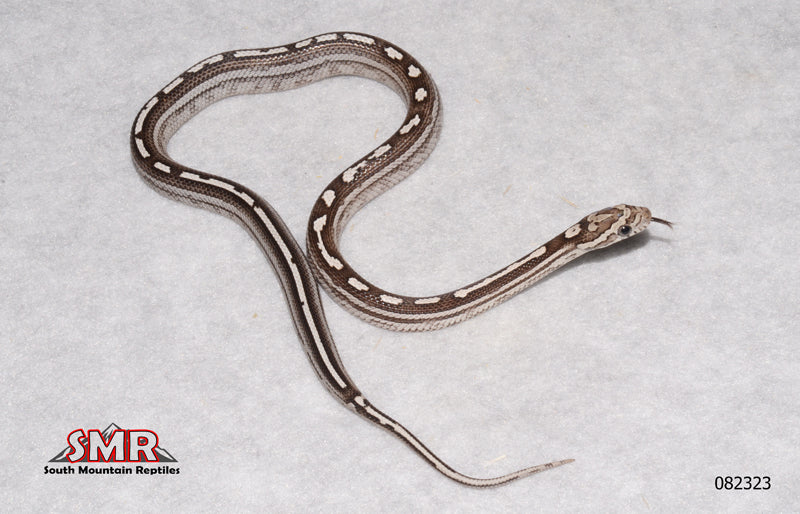 Coral Anery Tessera 20" Female for sale by South Mountain Reptiles