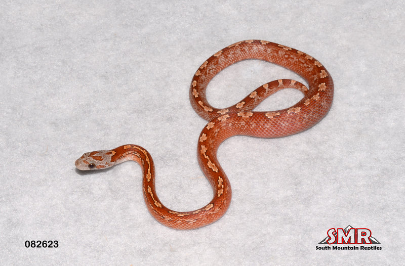 Bloodred Tessera 14" Female for sale by South Mountain Reptiles