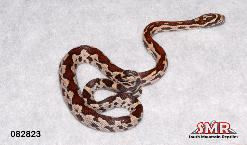 ZagTec 14" Female for sale by South Mountain Reptiles