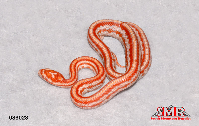 Amel Tessera 14" Female for sale by South Mountain Reptiles