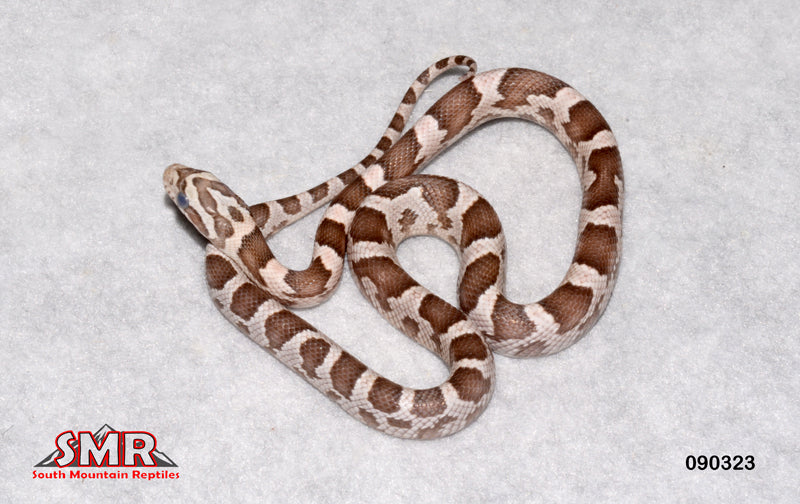 Heliconia 14" Female for sale by South Mountain Reptiles