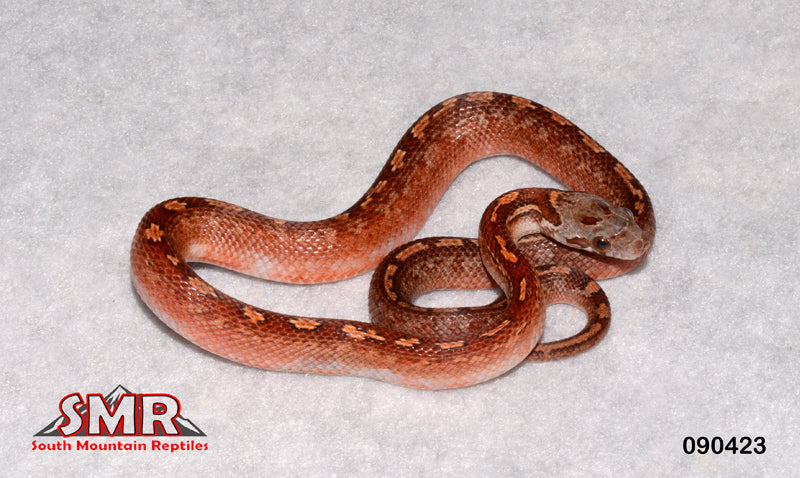 Pied-sided Bloodred Tessera 13" Male for sale by South Mountain Reptiles