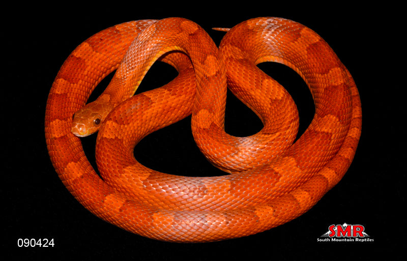 Bloodred 32" Female for sale by South Mountain Reptiles