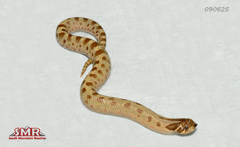 Anaconda Hognose 8" Male for sale by South Mountain Reptiles