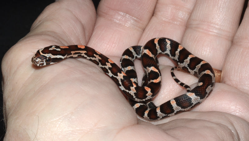 Banded Extreme Okeetee Female for sale by South Mountain Reptiles