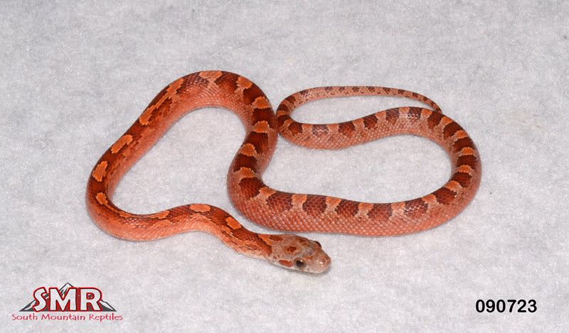 Bloodred 12" Male for sale by South Mountain Reptiles