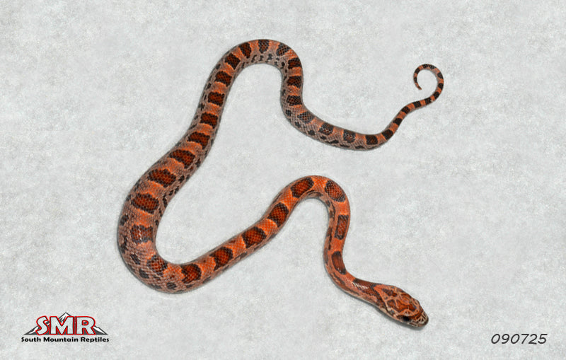 Extreme Okeetee Sunkissed 12" Male for sale by South Mountain Reptiles