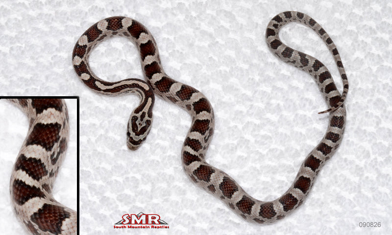 Miami Male for sale by South Mountain Reptiles