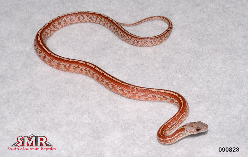 Bloodred Tessera 13" Male for sale by South Mountain Reptiles