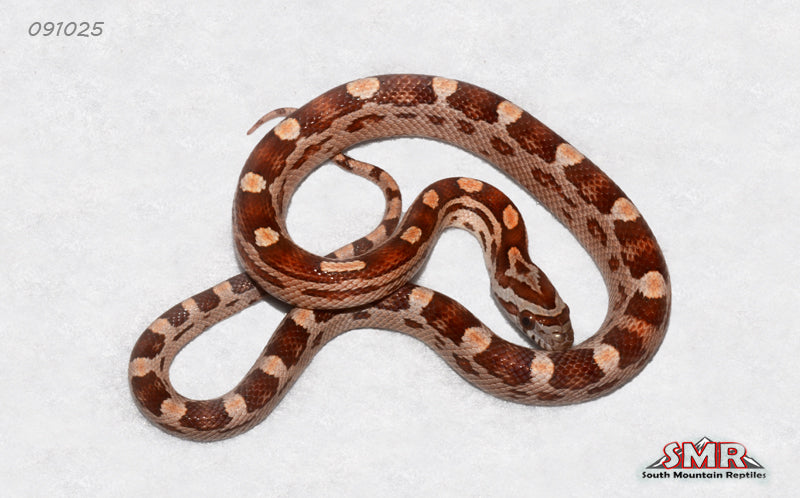 Motley Het Anery 12" Male for sale by South Mountain Reptiles