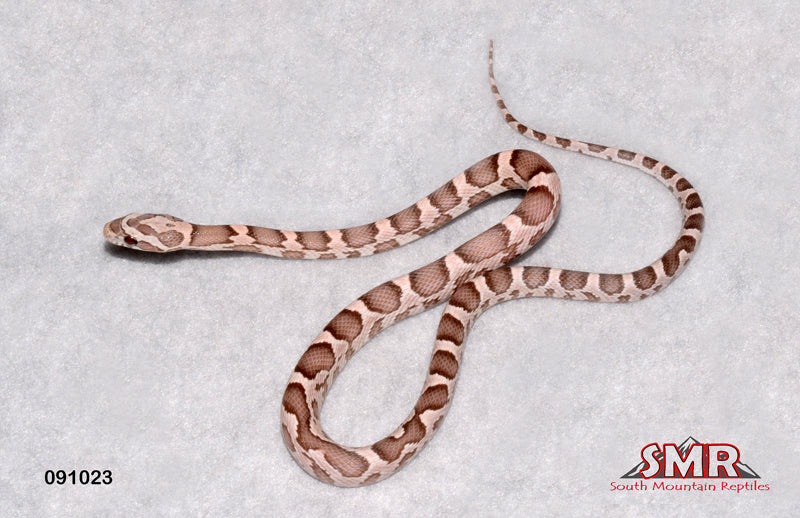 Heliconia 13" Male for sale by South Mountain Reptiles