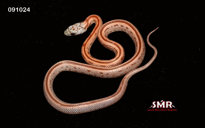 Sunkissed Terrazzo 16" Female for sale by South Mountain Reptiles