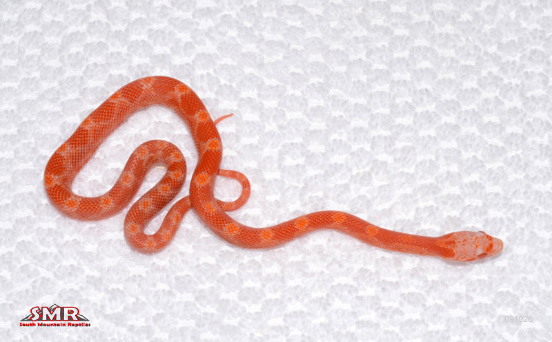 Fire (Amel Bloodred) male