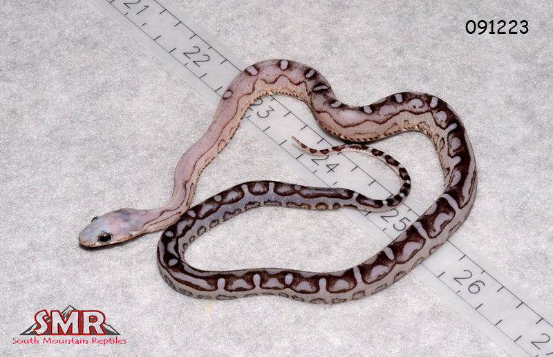 Scaleless Anery 14" Female for sale by South Mountain Reptiles