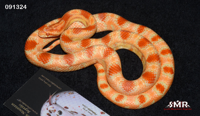 Reverse Okeetee 32" Female for sale by South Mountain Reptiles