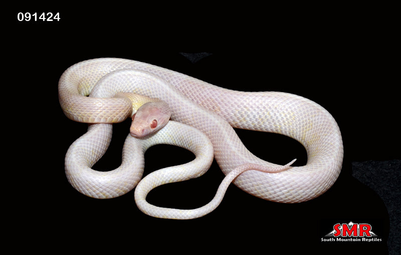 Avalanche 23" Male for sale by South Mountain Reptiles