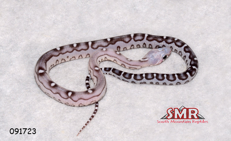 Scaleless Anery 14" Male for sale by South Mountain Reptiles