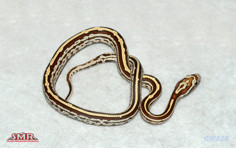 Buf Tessera 14" Male for sale by South Mountain Reptiles