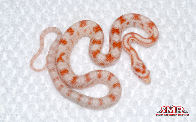 High-white Reverse Okeetee - male
