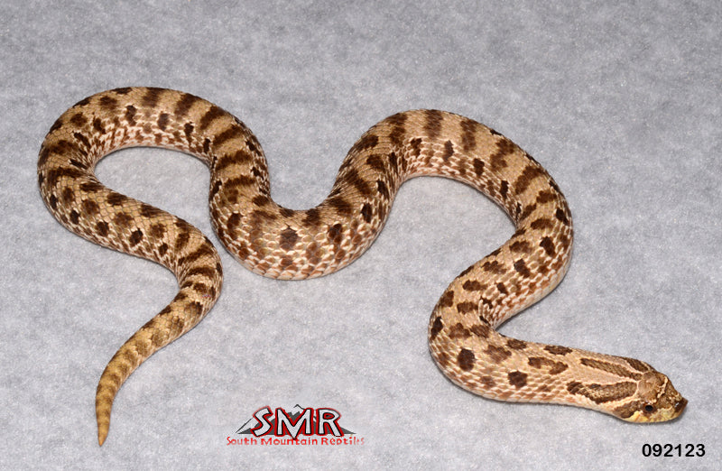Western Hognose Female 18" for sale by South Mountain Reptiles