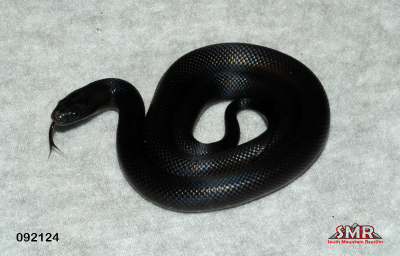 Mexican Black Kingsnake 16" Female for sale by South Mountain Reptiles