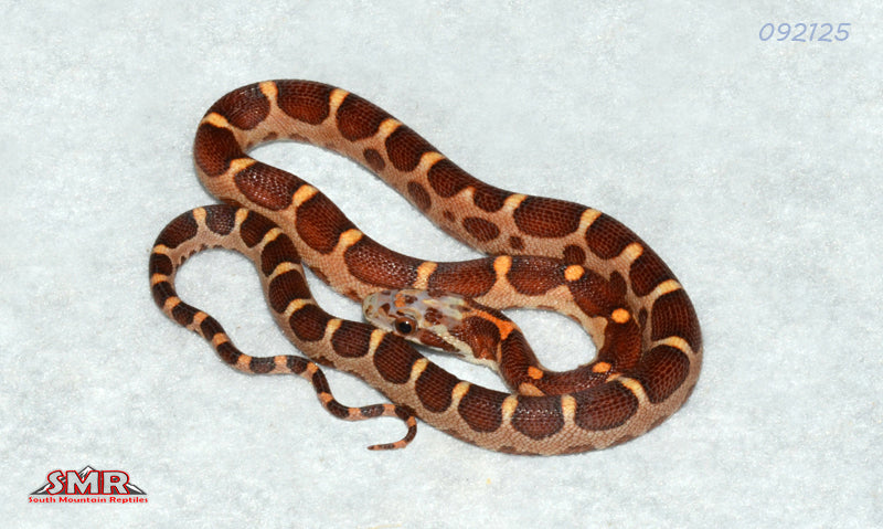 Microscale 14" Male for sale by South Mountain Reptiles