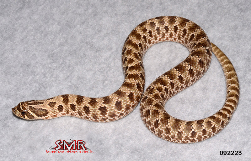 Western Hognose 16" Male for sale by South Mountain Reptiles