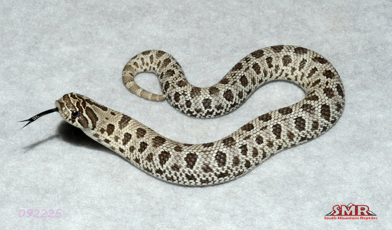 Axanthic Hognose 8" Female for sale by South Mountain Reptiles