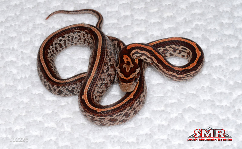 Tessera Red Factor - male for sale by South Mountain Reptiles