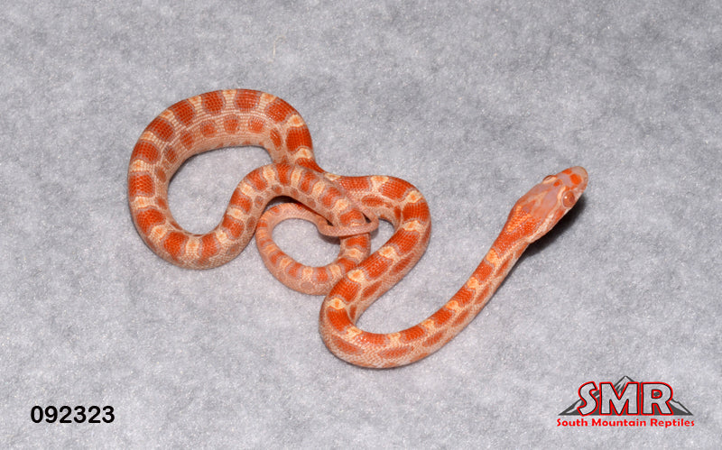 MicroScale Amel 11" male for sale by South Mountain Reptiles