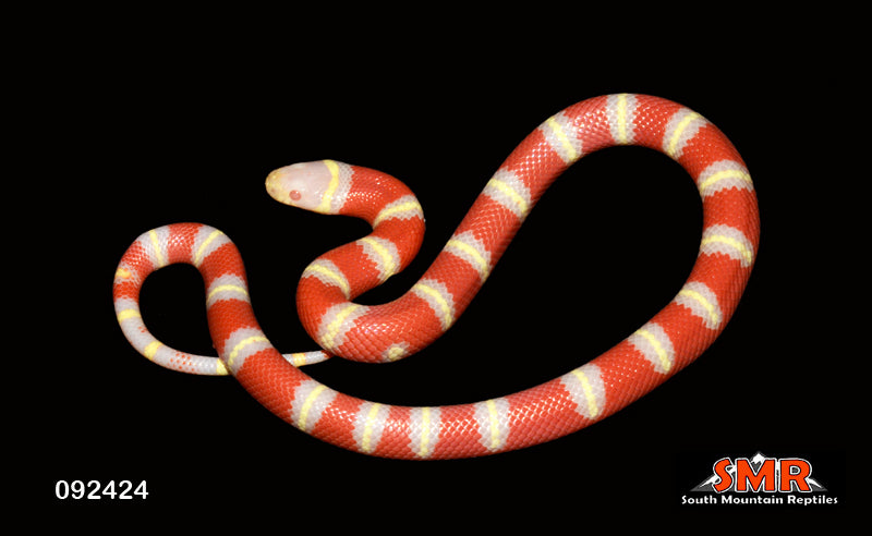 Albino Nelson's Milksnake 15" Female for sale by South Mountain Reptiles