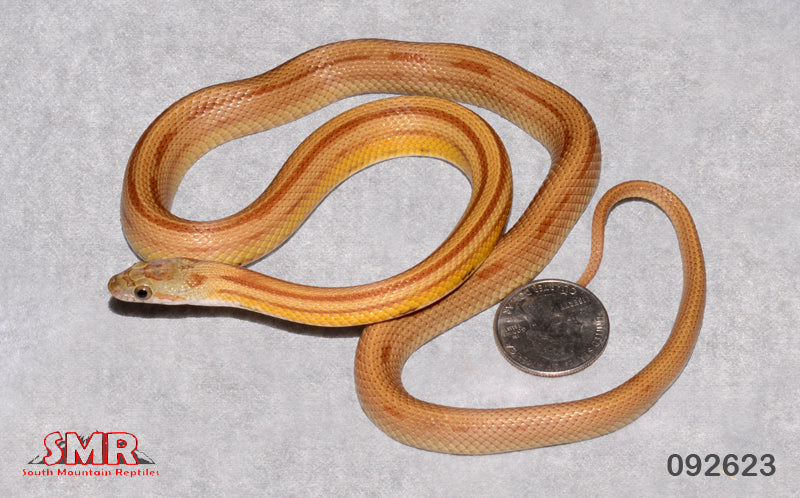 Striped Caramel Corn 24" male for sale by South Mountain Reptiles