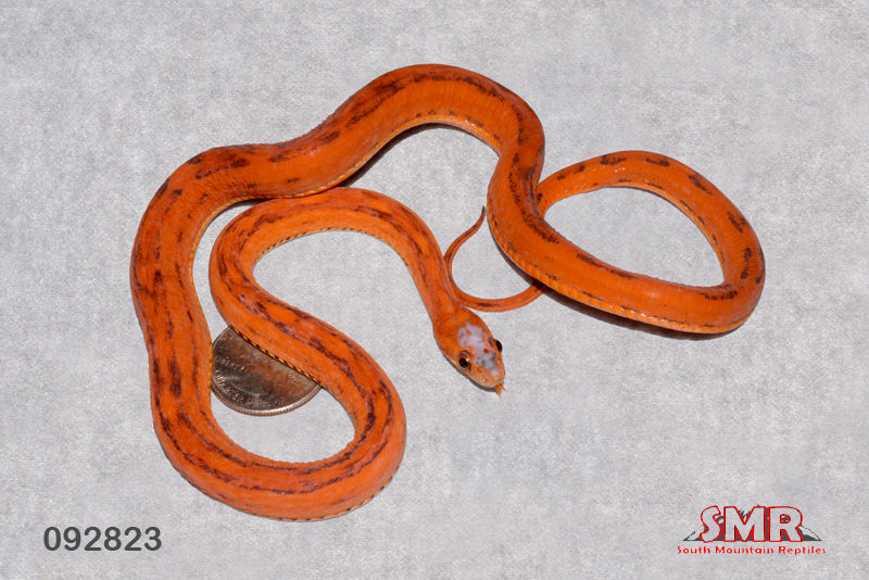 Scaleless 23" Female for sale by South Mountain Reptiles