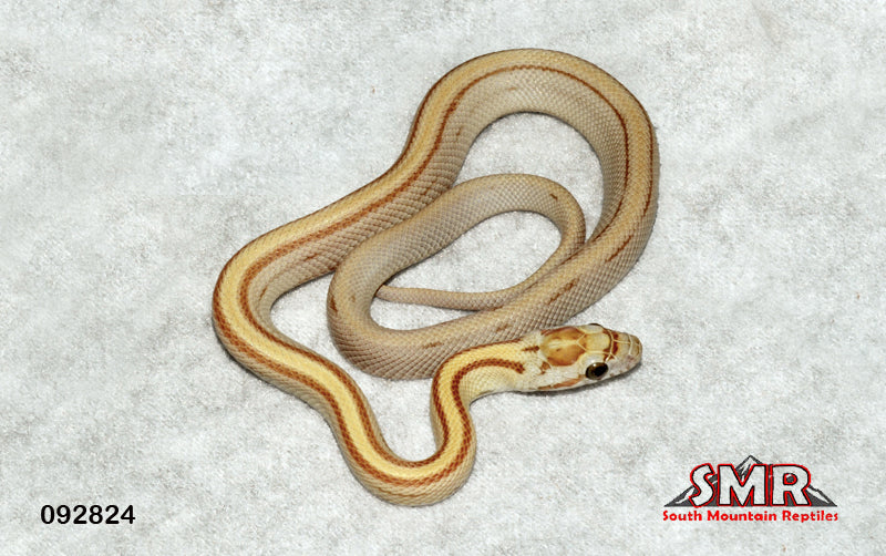 Striped Amber 12" Female for sale by South Mountain Reptiles