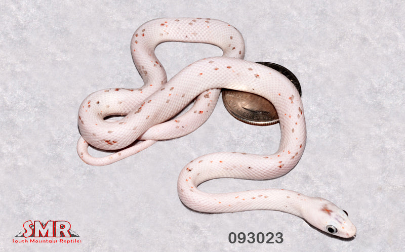 Palmetto 14" Male for sale by South Mountain Reptiles