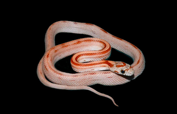 Striped Buf 20" Female for sale by South Mountain Reptiles