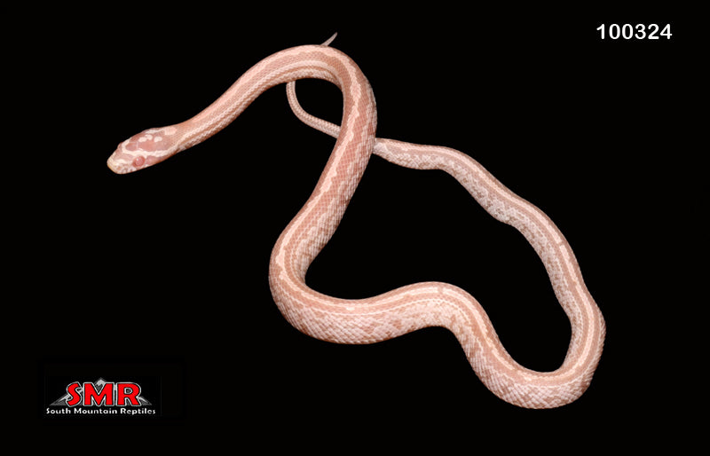 Coral Snow Tessera 13" Female for sale by South Mountain Reptiles
