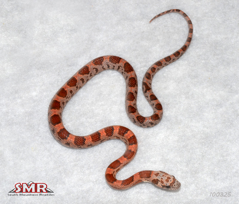 Sunkissed Extreme Okeetee 12" Male for sale by South Mountain Reptiles