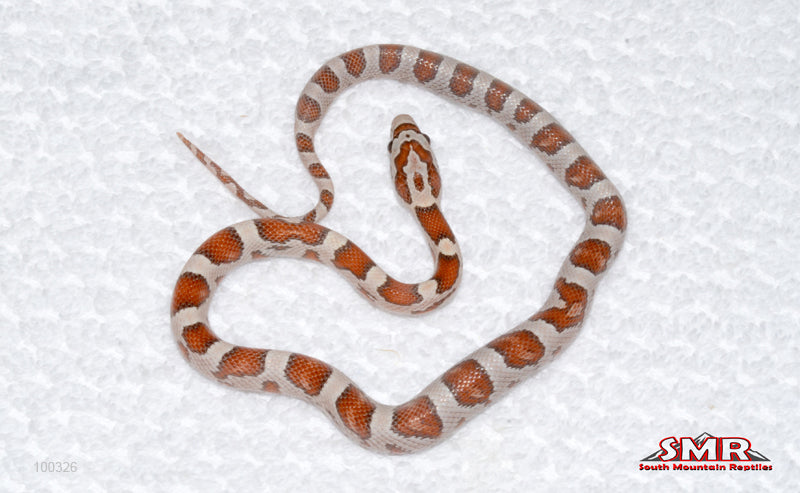 Miami Ultramel - female