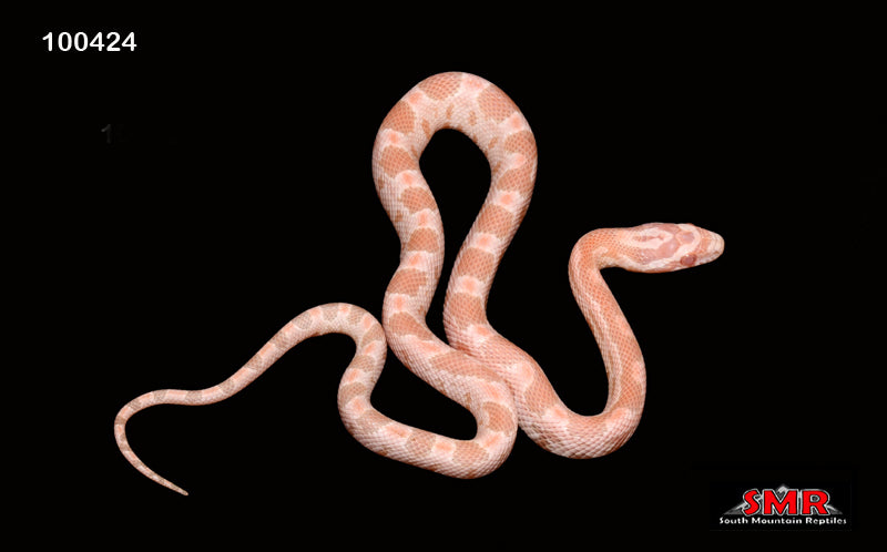 Coral Snow 14" Male for sale by South Mountain Reptiles