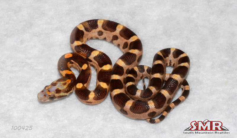 Curated visual reference: Snake Dietary Management And Consulting For Reptile Breeding Facilities Reference: Microscale 13 Male