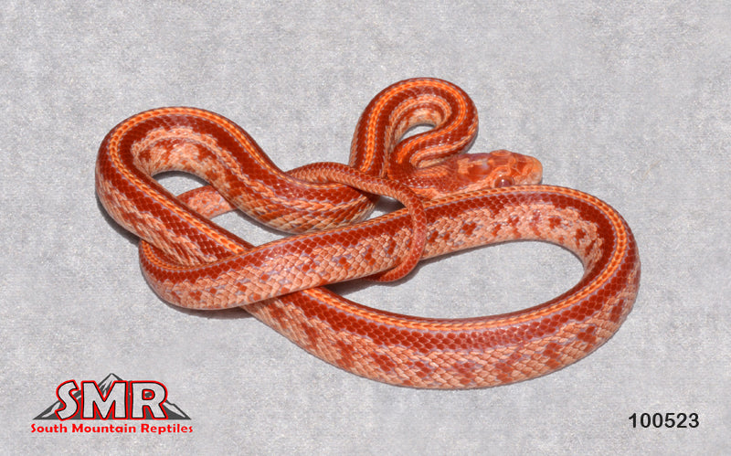 Red Factor Amel Tessera 18" male for sale by South Mountain Reptiles