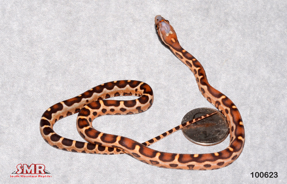 Extreme Buckskin Okeetee 13" Male for sale by South Mountain Reptiles