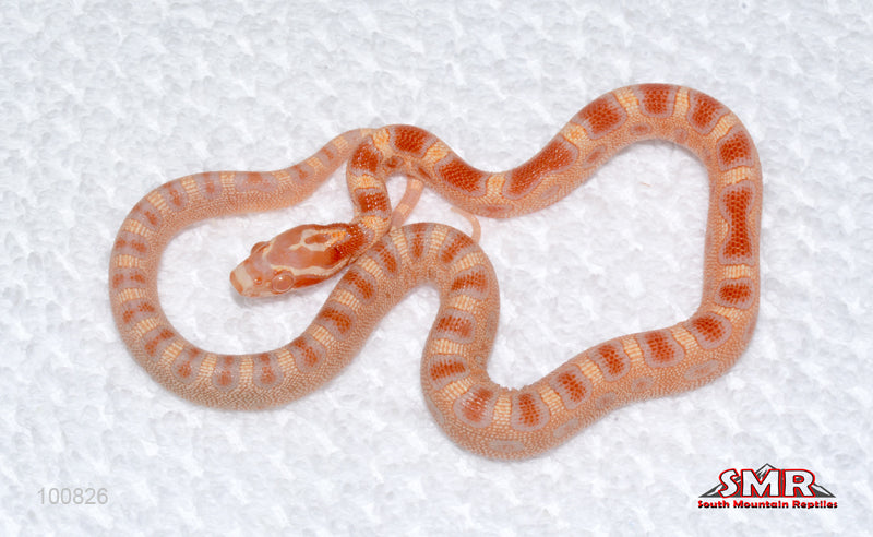 Microscale Amel - male