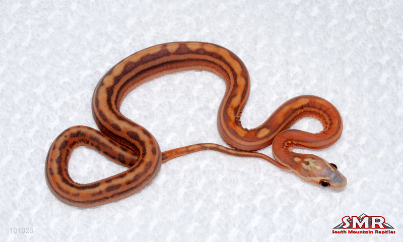 Scaleless Weirdo Tessera - female
