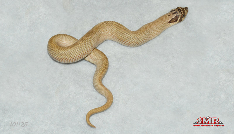 Super anaCONDA hognose 8" Male for sale by South Mountain Reptiles