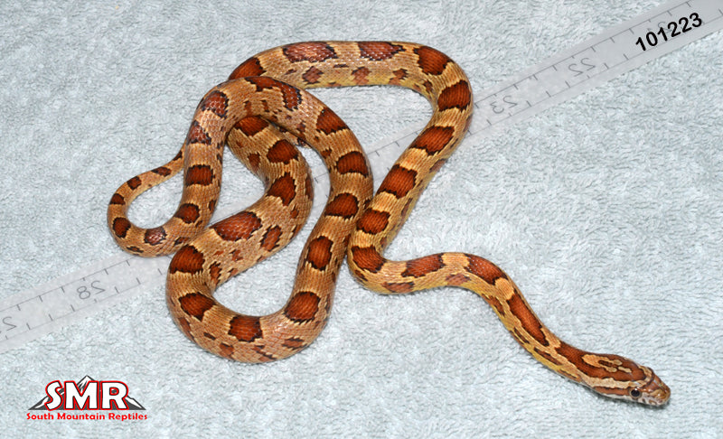 Het MicroScale 26" Female for sale by South Mountain Reptiles
