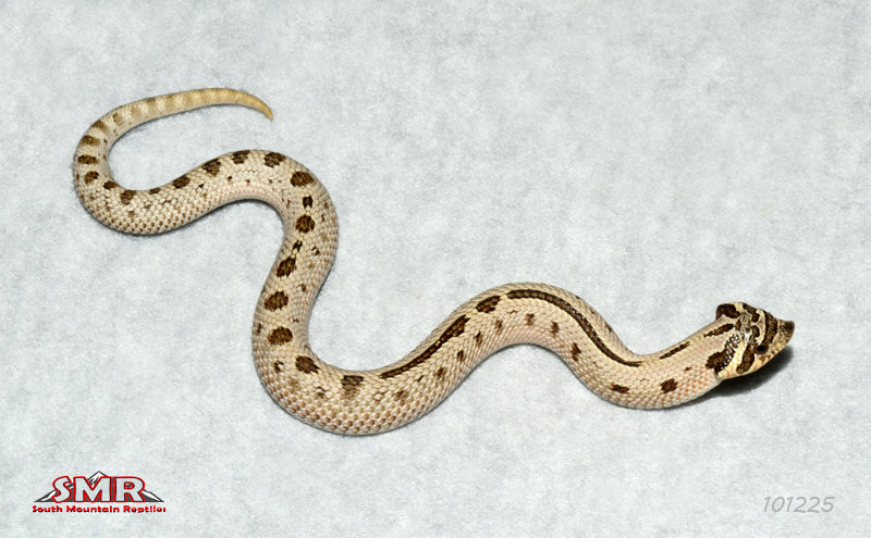 Super Arctic Anaconda 8" Female for sale by South Mountain Reptiles
