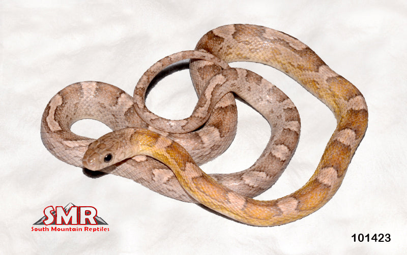Sunkissed Anery 27" male for sale by South Mountain Reptiles